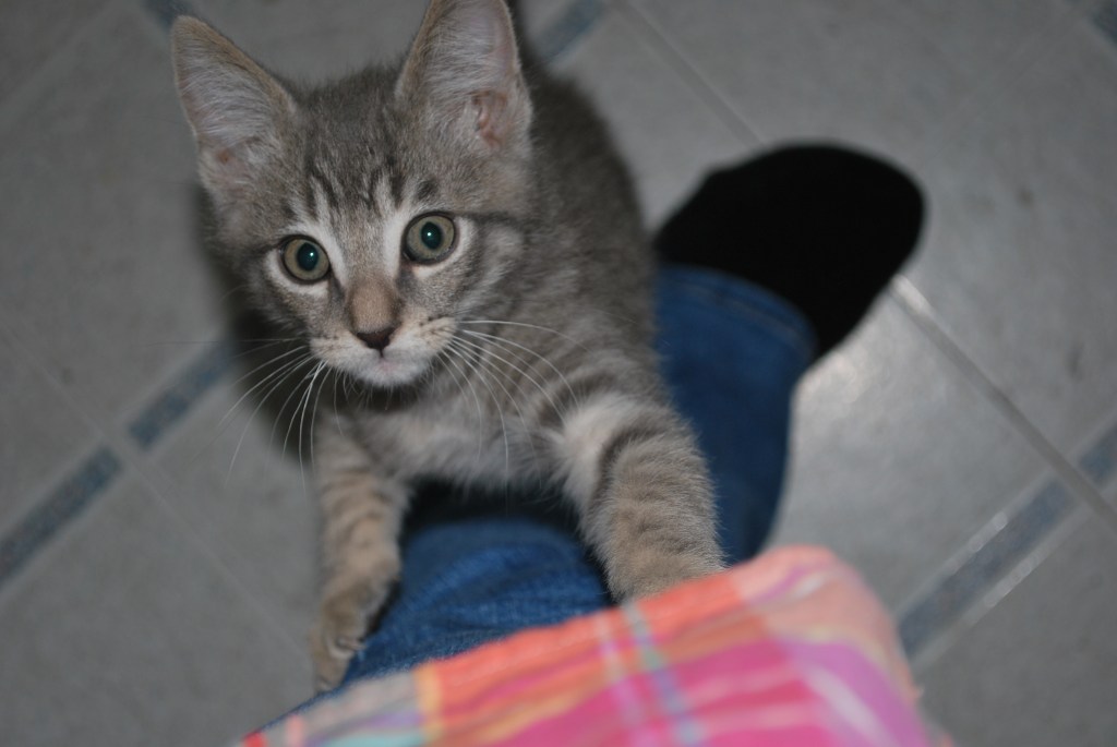 Happy Veteran’s Day from&nbsp;Marshmallow